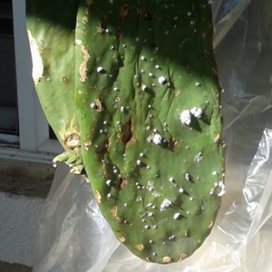 cochineal beetles on cactus 